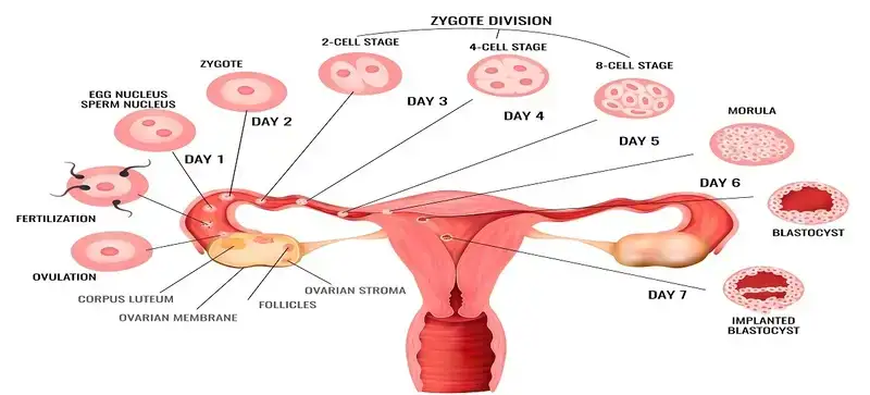 IVF Treatment Istanbul Turkey Ovulation Induction
