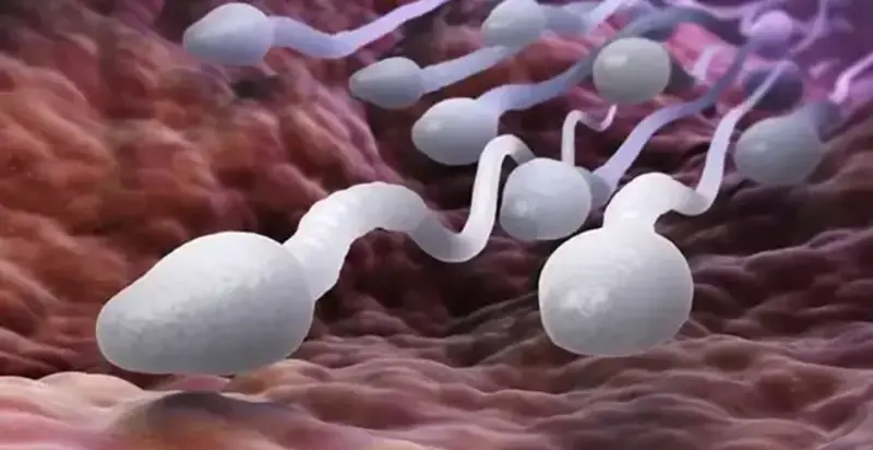 IVF Treatment Istanbul Turkey Sperm Development