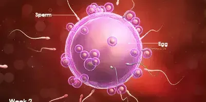 2 haftalık gebelik hamilelik bebek