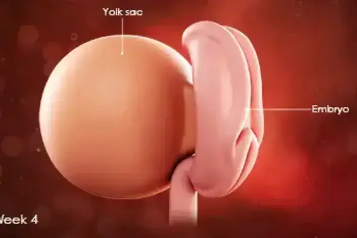 4 Haftalık Gebelik