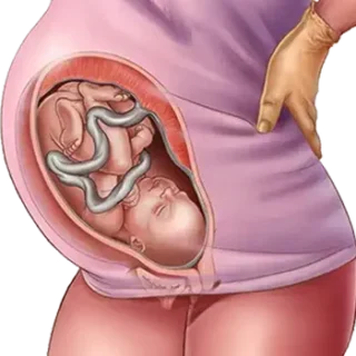 Week by Week Pregnancy